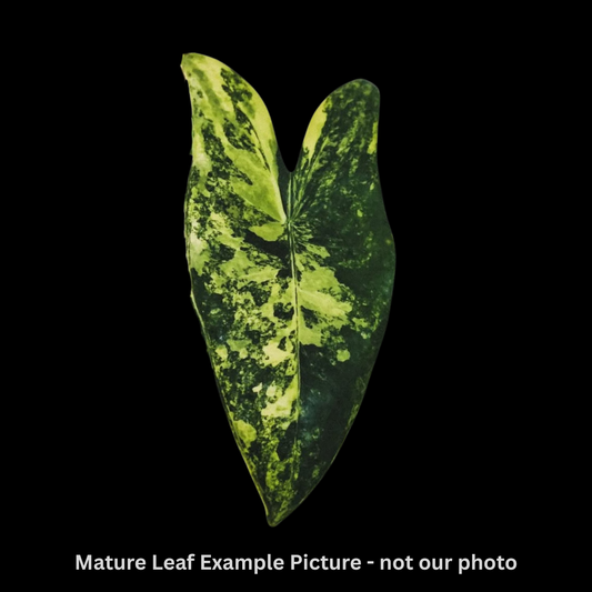 Alocasia Black Stem Aurea Tissue Culture (PRE-ORDER)