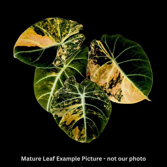 Alocasia Black Velvet Aurea/Gold Tissue Culture (PRE-ORDER)-TC016