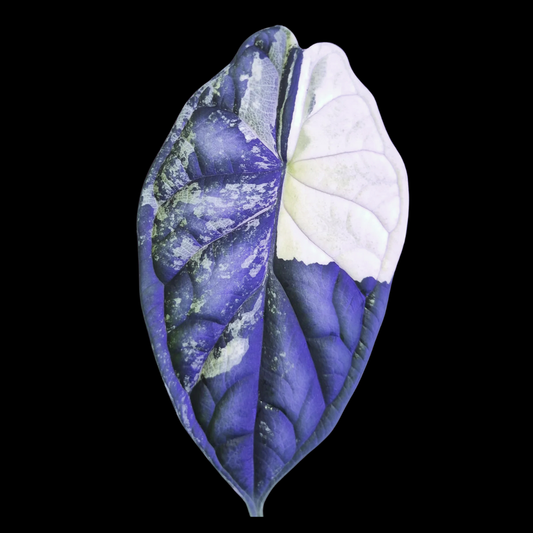 Alocasia Dragon Scale Albo Tissue Culture (PRE-ORDER)-TC023