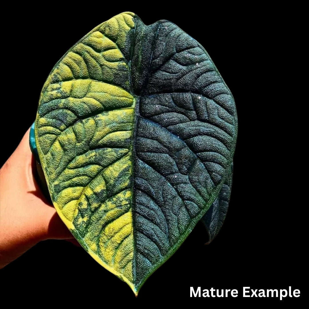 Alocasia Melo Aurea Tissue Culture (PRE-ORDER)TC039