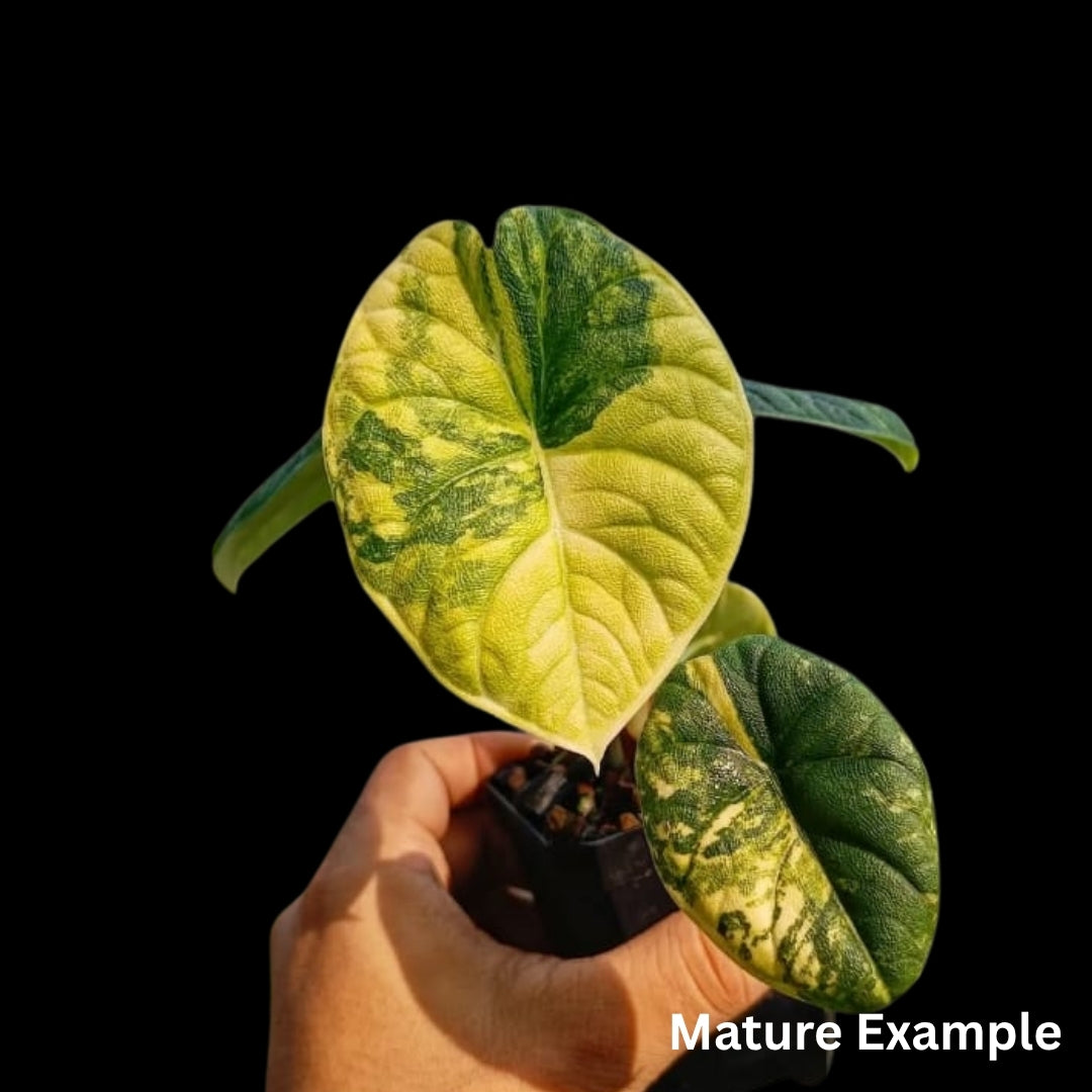 Alocasia Melo Aurea Tissue Culture (PRE-ORDER)TC039