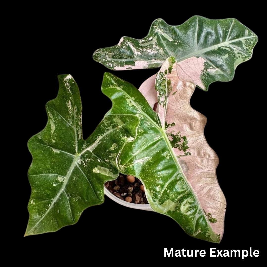 Alocasia Pseudo Sanderiana Albo/Pink Tissue Culture (PRE-ORDER)-TC054