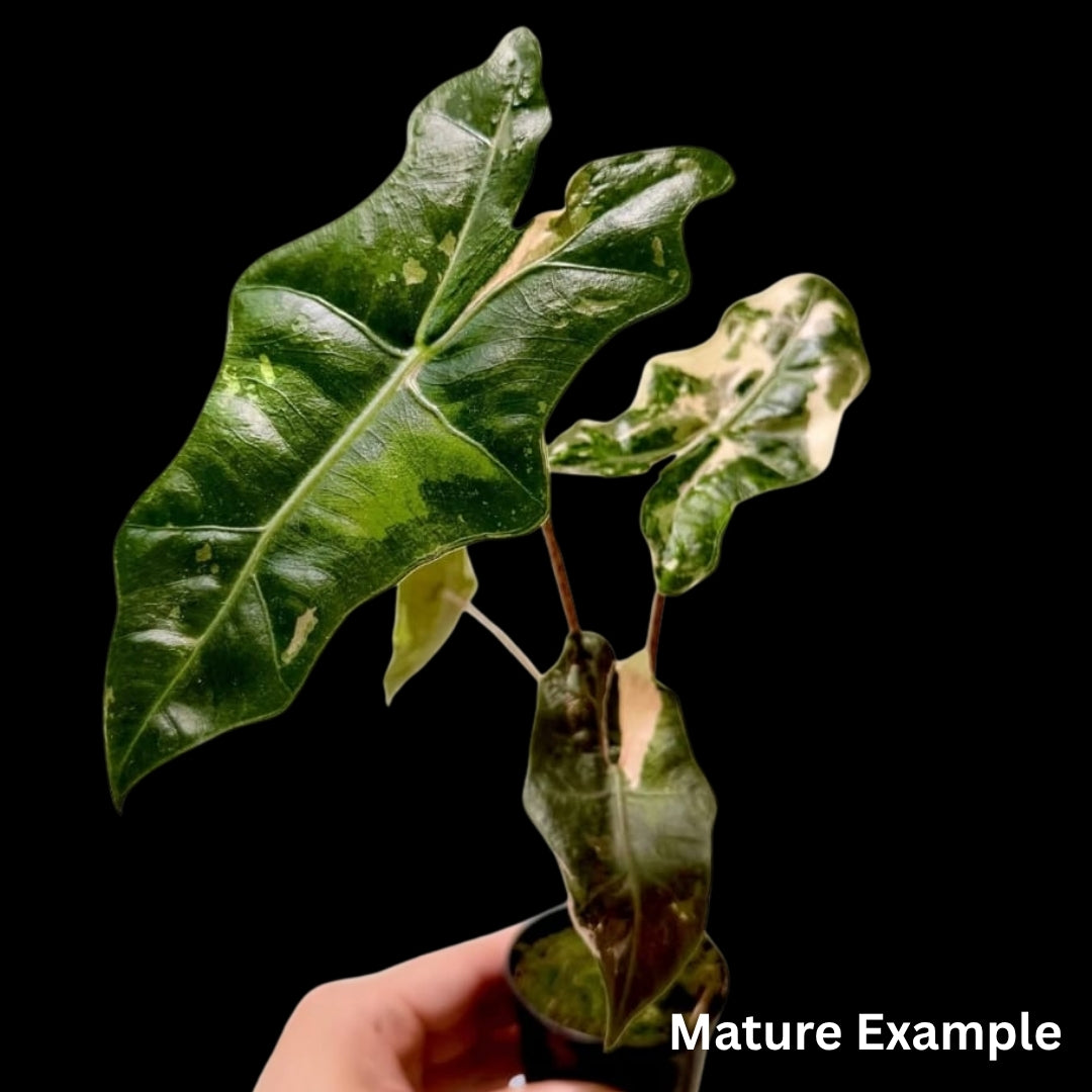 Alocasia Pseudo Sanderiana Albo/Pink Tissue Culture (PRE-ORDER)-TC054