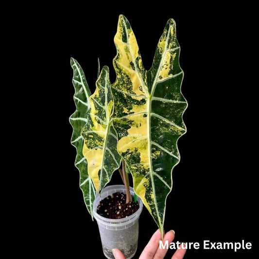 Alocasia Sanderiana Bull Aurea Tissue Culture (PRE-ORDER)-TC061