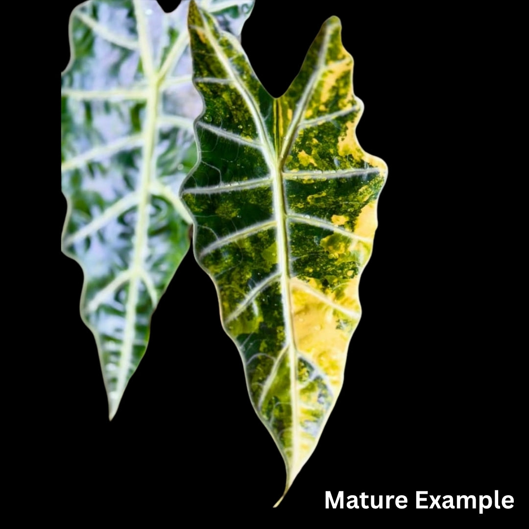Alocasia Sanderiana Bull Aurea Tissue Culture (PRE-ORDER)-TC061