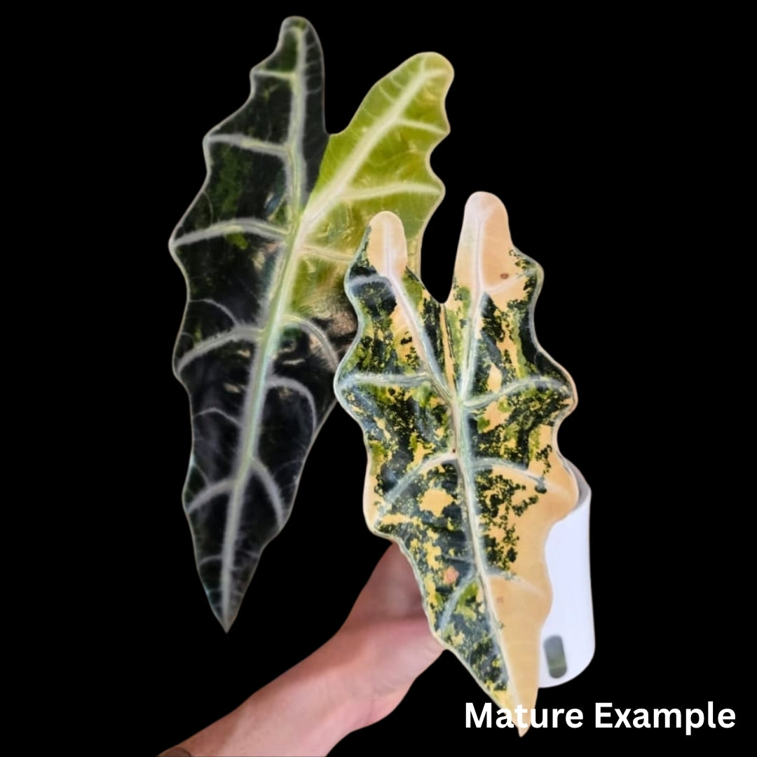 Alocasia Sanderiana Bull Aurea Tissue Culture (PRE-ORDER)-TC061