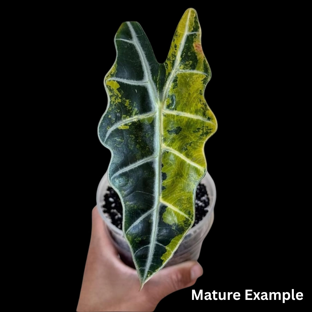 Alocasia Sanderiana Bull Aurea Tissue Culture (PRE-ORDER)-TC061