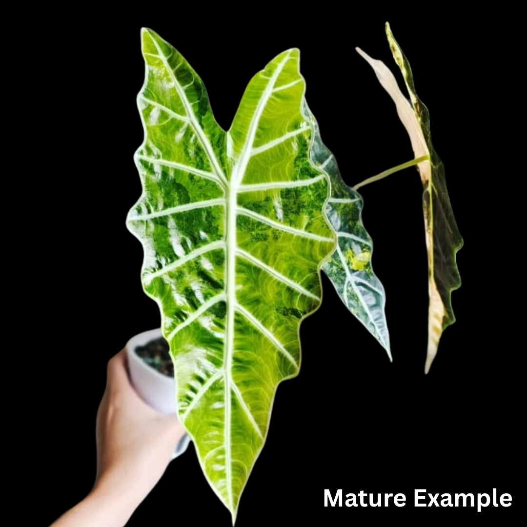 Alocasia Sanderiana Bull Aurea Tissue Culture (PRE-ORDER)-TC061