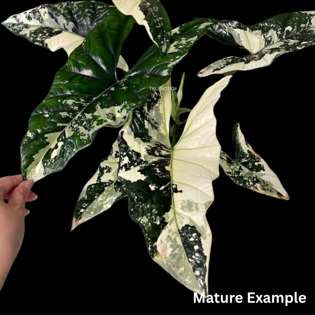 Alocasia Simpo Albo Tissue Culture (PRE-ORDER)-TC068