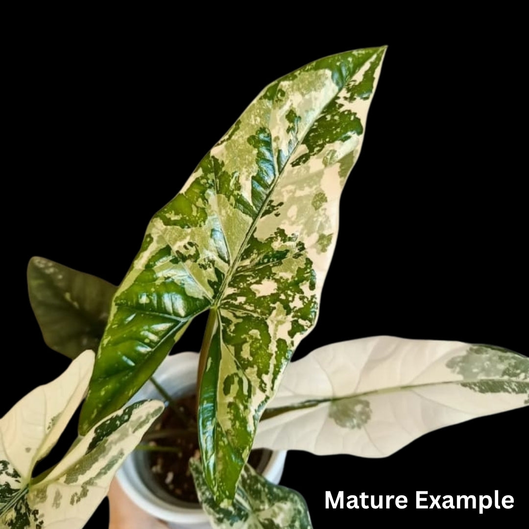 Alocasia Simpo Albo Tissue Culture (PRE-ORDER)-TC068
