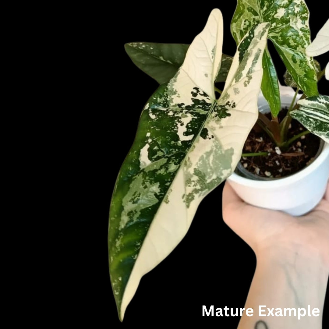 Alocasia Simpo Albo Tissue Culture (PRE-ORDER)-TC068