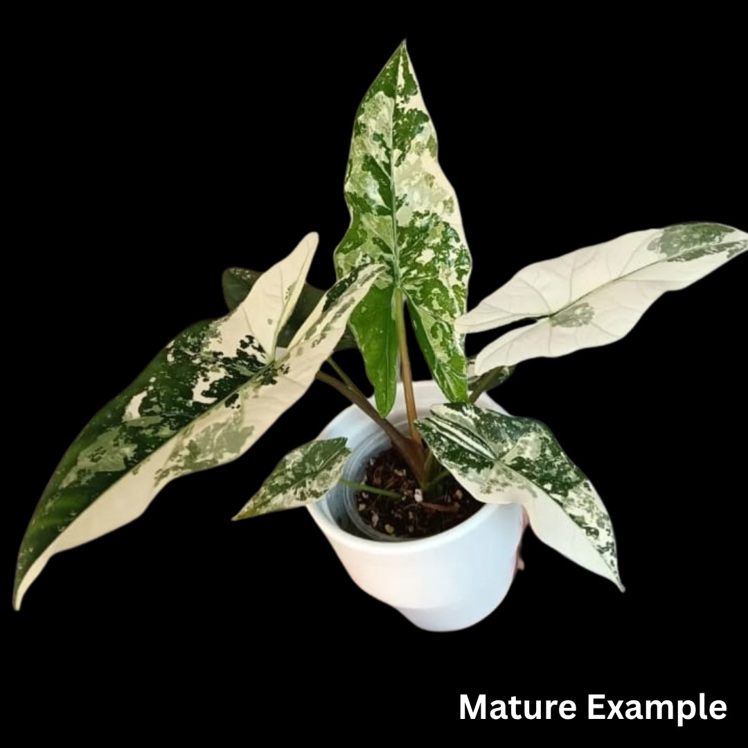 Alocasia Simpo Albo Tissue Culture (PRE-ORDER)-TC068