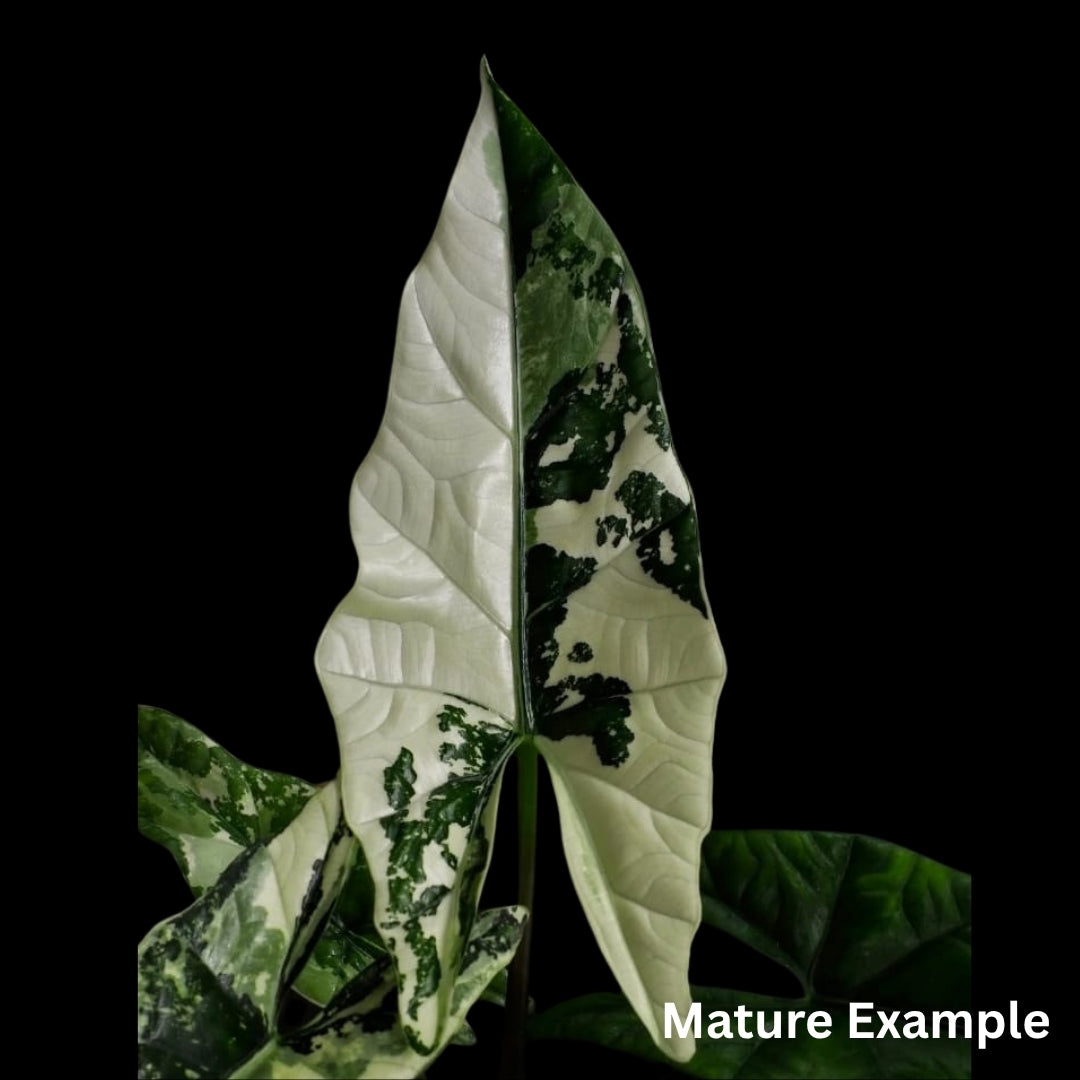 Alocasia Simpo Albo Tissue Culture (PRE-ORDER)-TC068