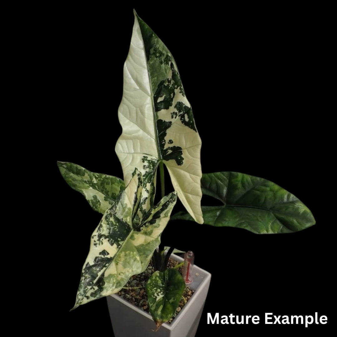 Alocasia Simpo Albo Tissue Culture (PRE-ORDER)-TC068