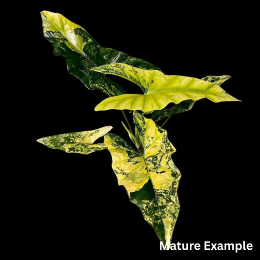 Alocasia Simpo Aurea Tissue Culture (PRE-ORDER)-TC069