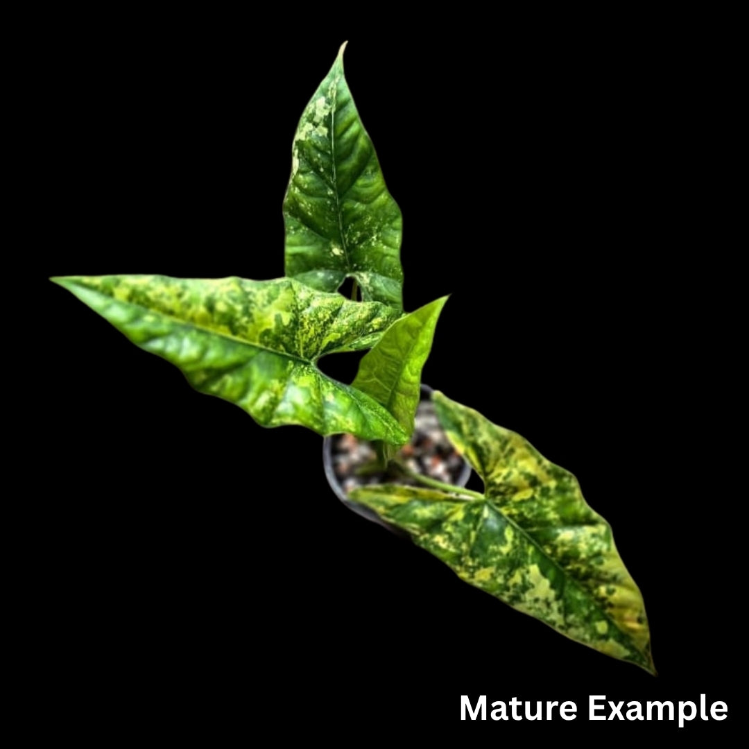 Alocasia Simpo Aurea Tissue Culture (PRE-ORDER)-TC069