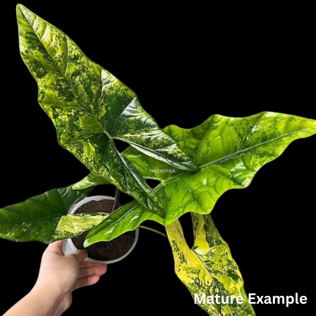 Alocasia Simpo Aurea Tissue Culture (PRE-ORDER)-TC069