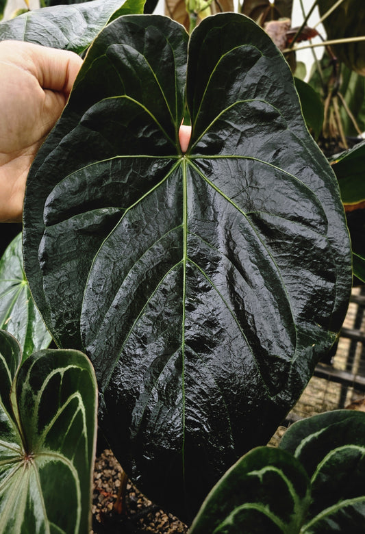 BLACK CHERRY (parent plant)