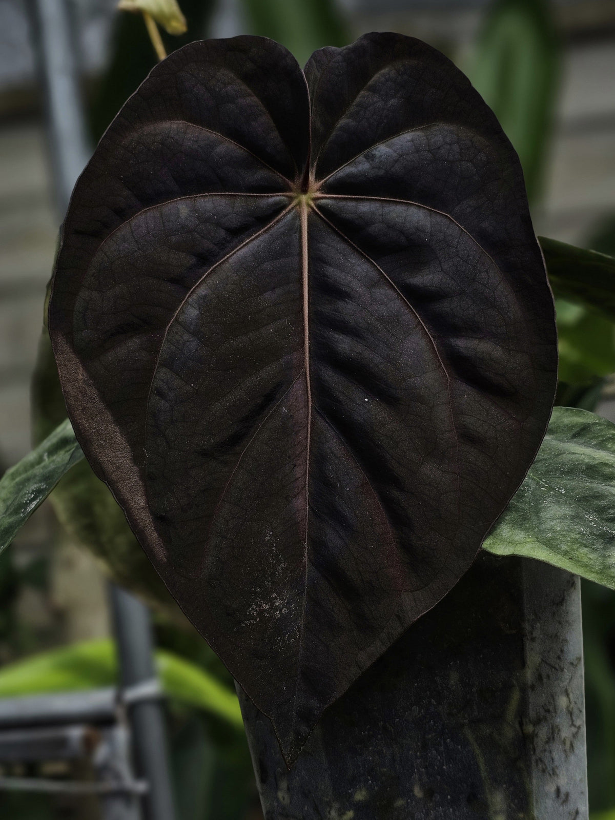 BLACKSHIELD (parent plant)