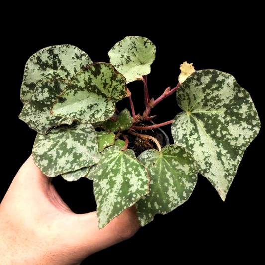 Begonia U074 (PRE-ORDER)