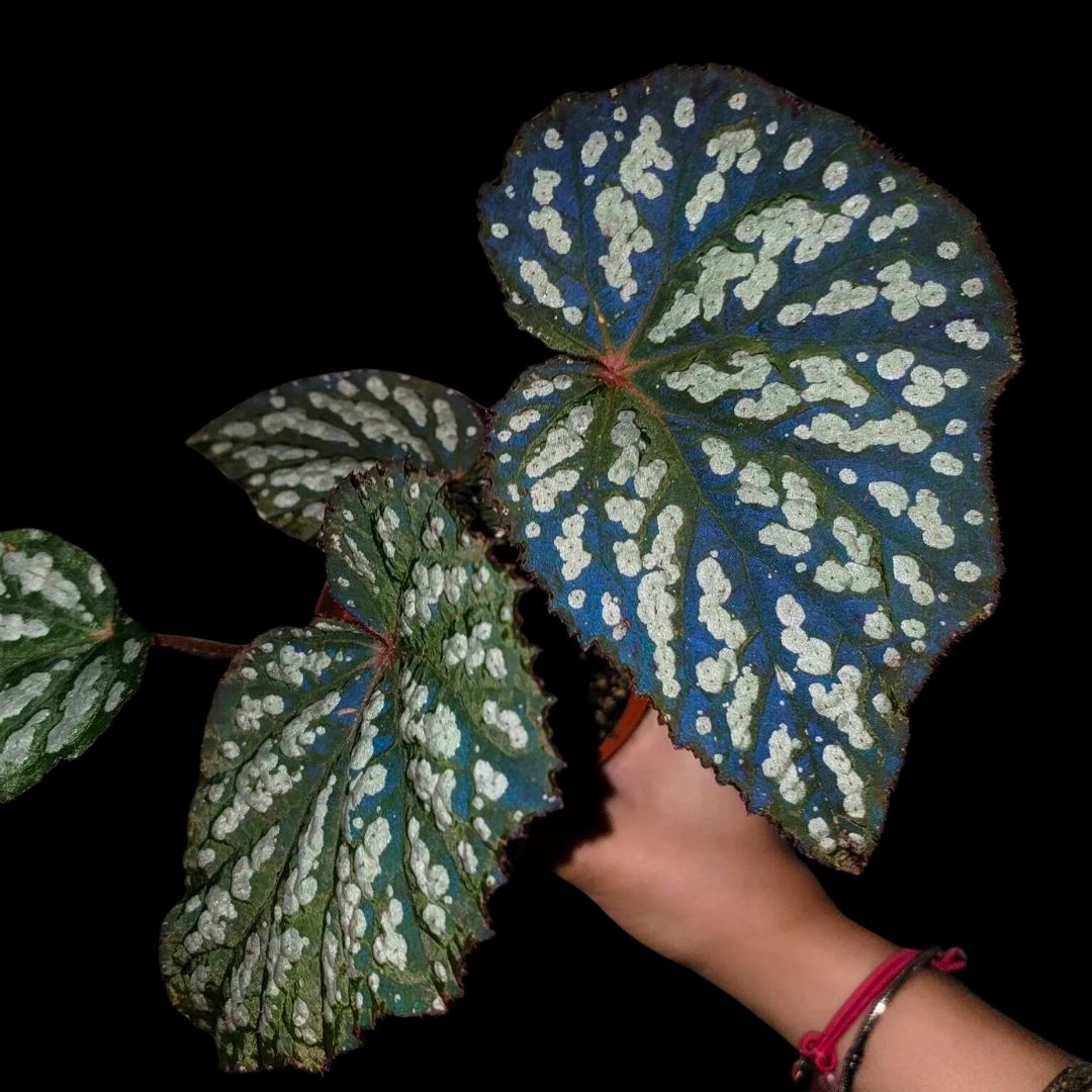 Begonia Betsy (PRE-ORDER)-JUL015