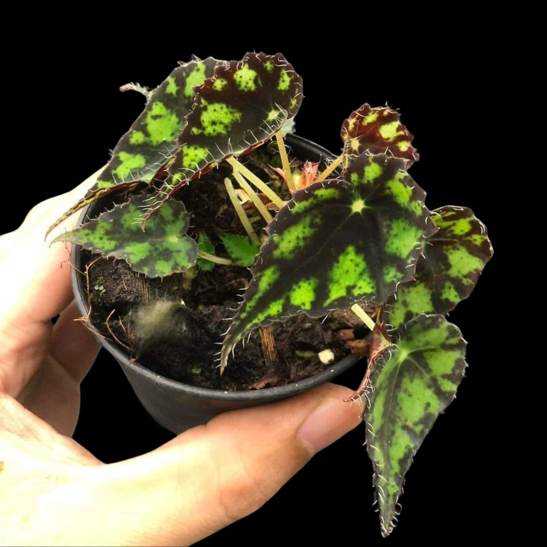 Begonia Bowerae Tiger (PRE-ORDER)-JUL021