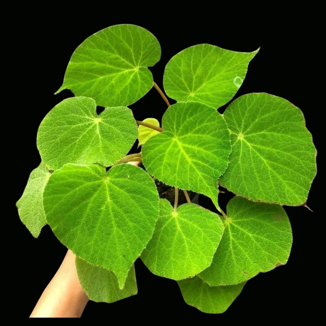 Begonia Green Carpet (PRE-ORDER)-JUL059