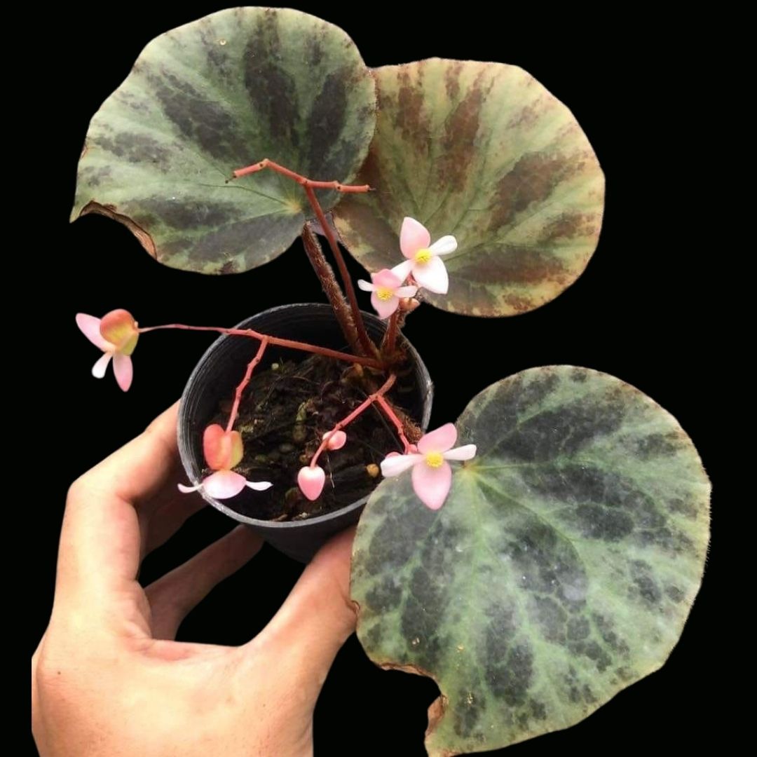 Begonia Hughesii sp (PRE-ORDER)-JUL078