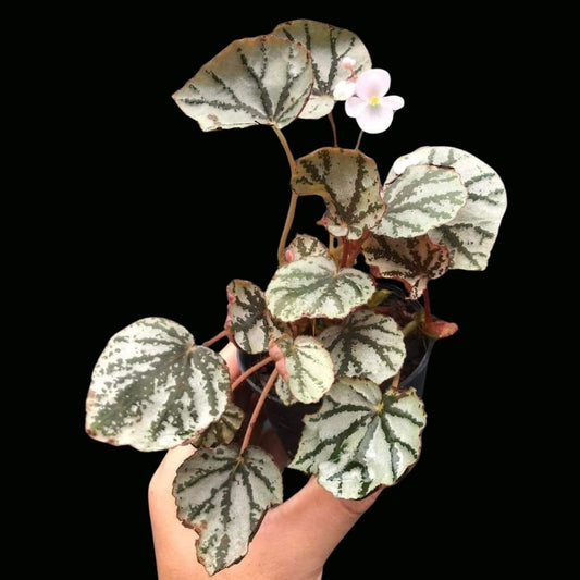 Begonia Hybrid 180 (PRE-ORDER)