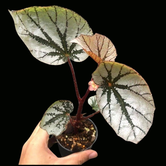 Begonia hybrid 191 (PRE-ORDER)