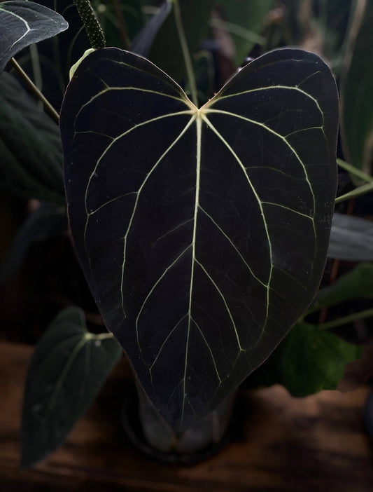 Black Butterfly (parent plant)