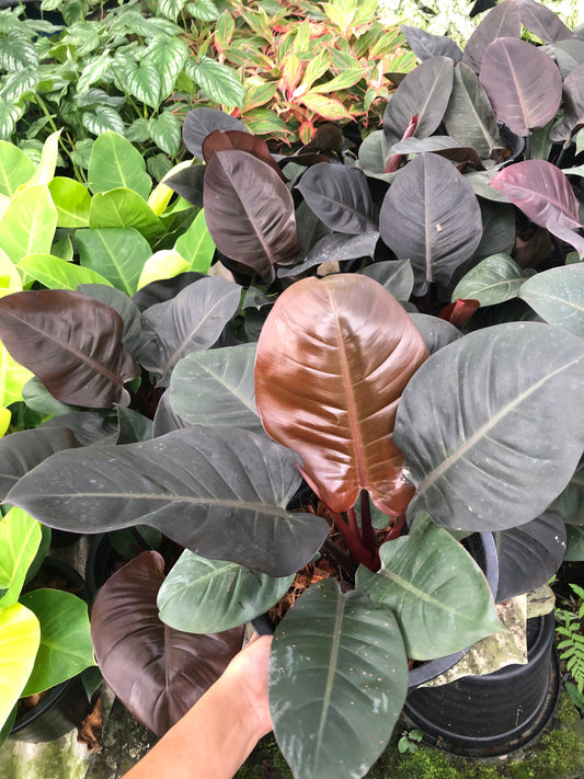 Philodendron Black Cardinal (Pre-Order)
