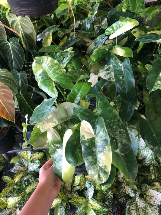Philodendron Burle Marx Variegated (Pre-Order)