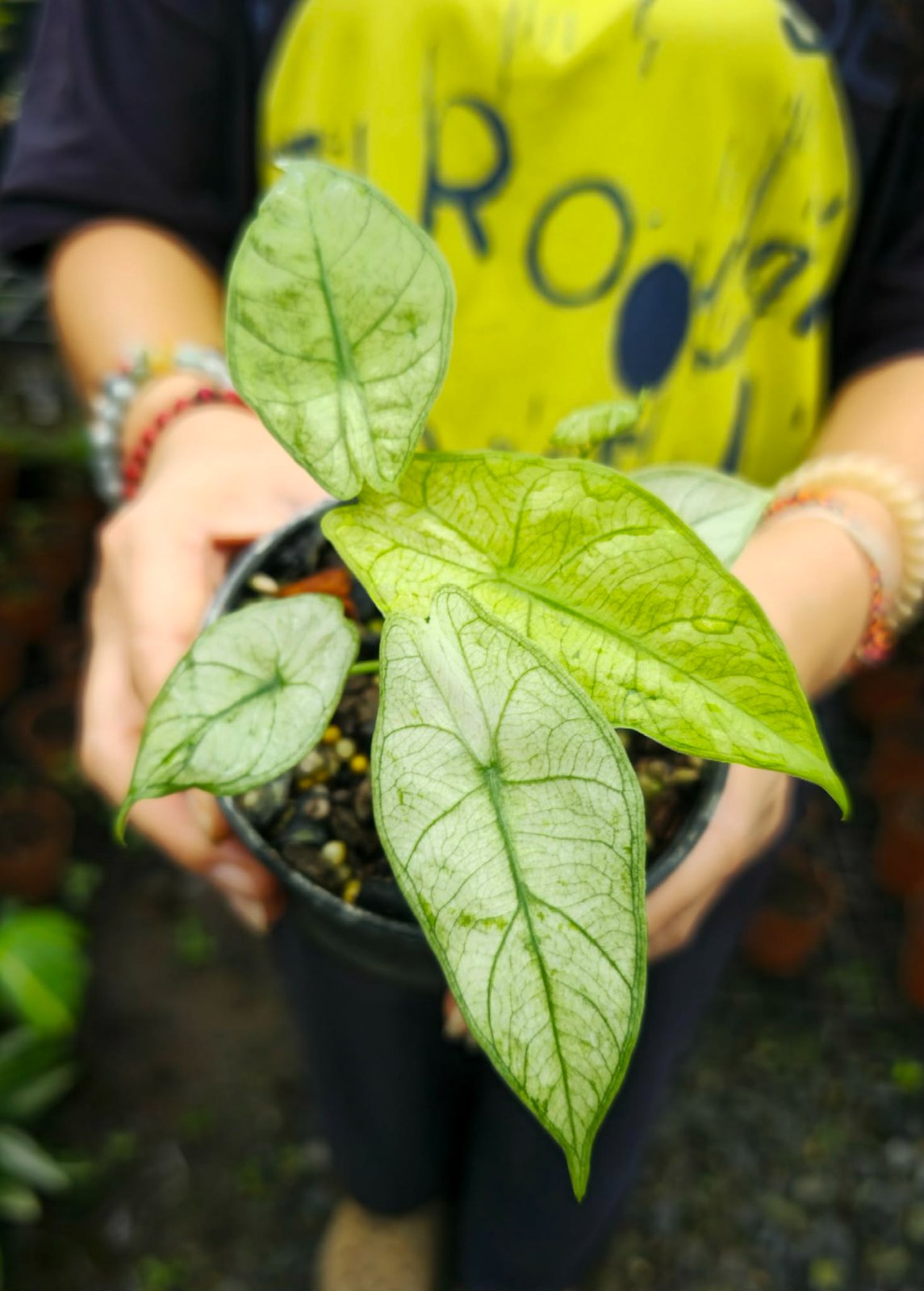 Alocasia longiloba fullmints var. (PRE-ORDER)-CHU004