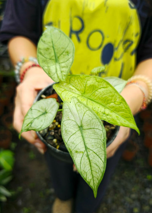 Alocasia longiloba fullmints var. (PRE-ORDER)-CHU004