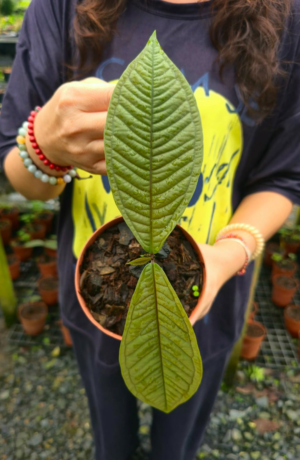 Syzygium jiewhoei (PRE-ORDER)-CHU025