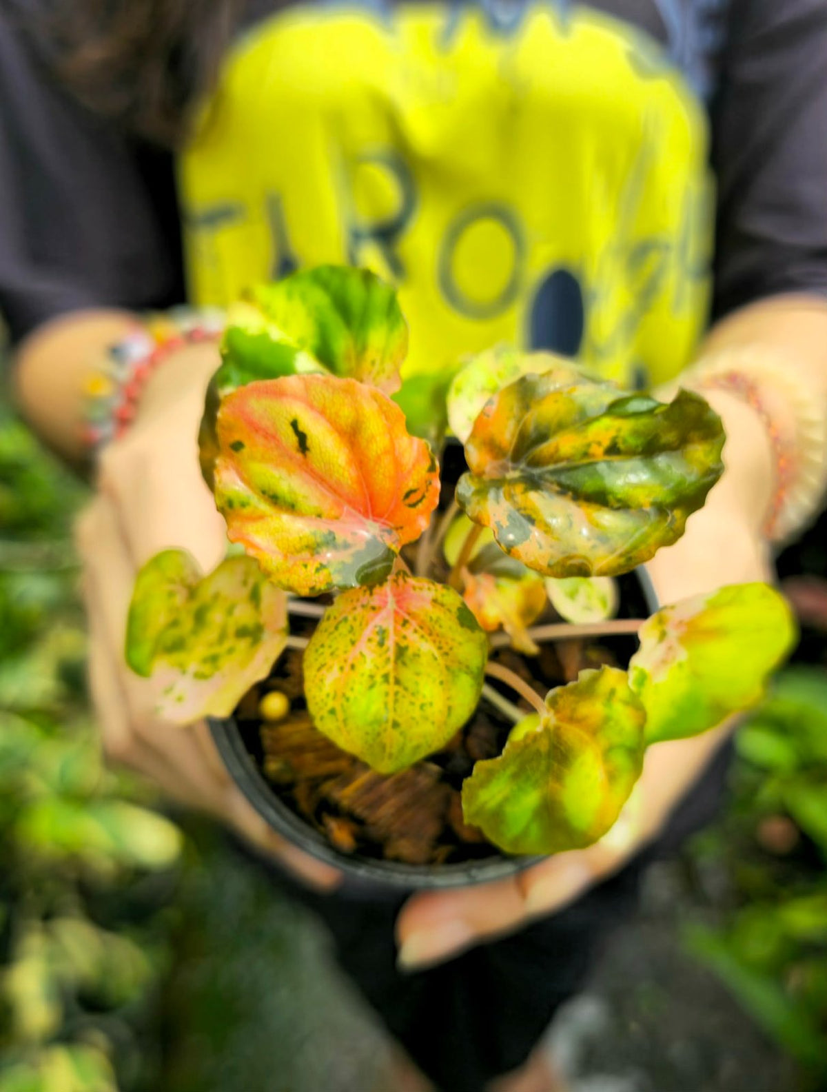 Peperomia 'carnival' orange var. (PRE-ORDER)-CHU034