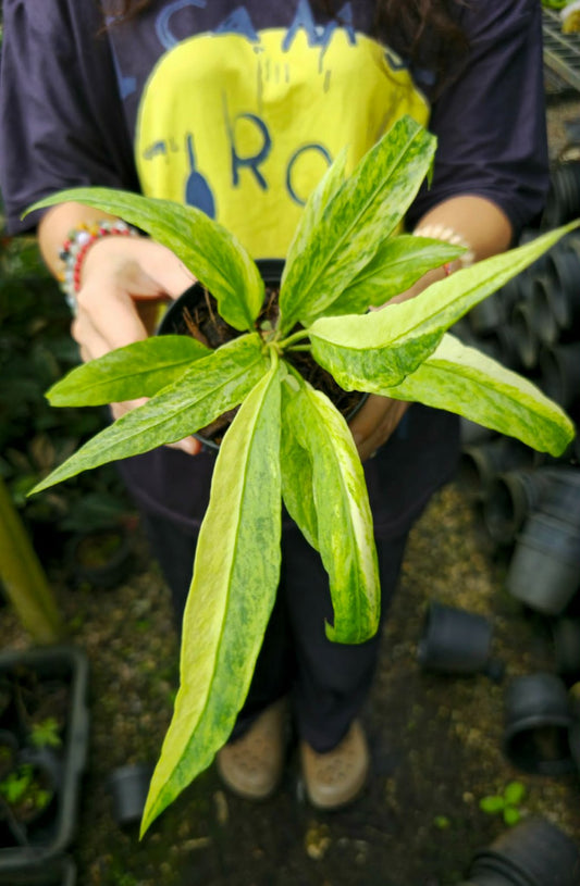 Anthurium vittarifolium var. (PRE-ORDER)-CHU037