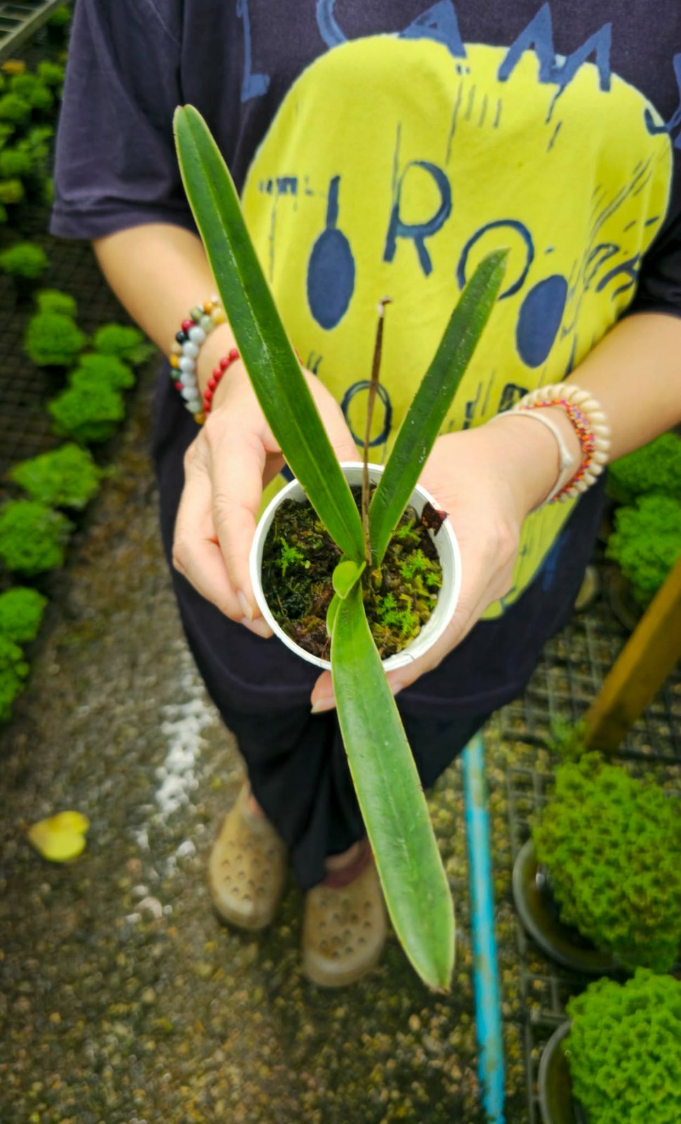 Paphiopedilum henryanum (PRE-ORDER)-CHU044
