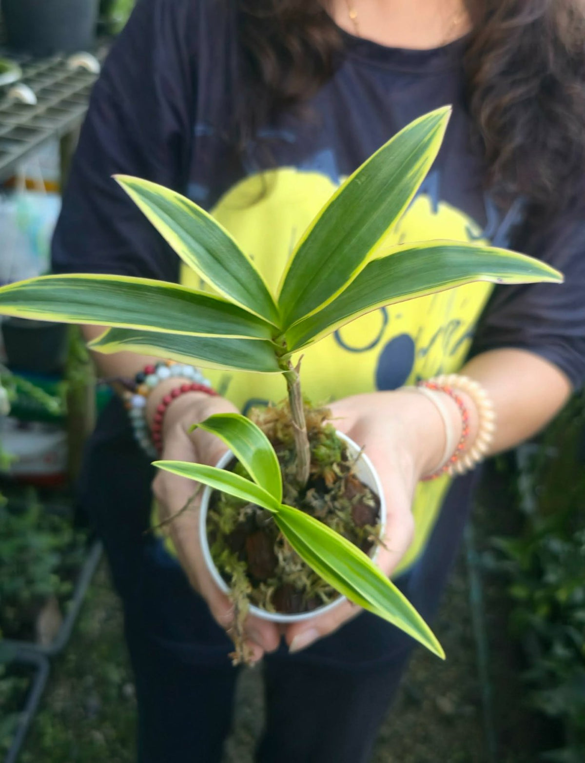 Dendrobium kingianum var. (PRE-ORDER)-CHU061