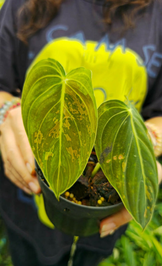 Philodendron Melanochysum var. (PRE-ORDER)-CHU077