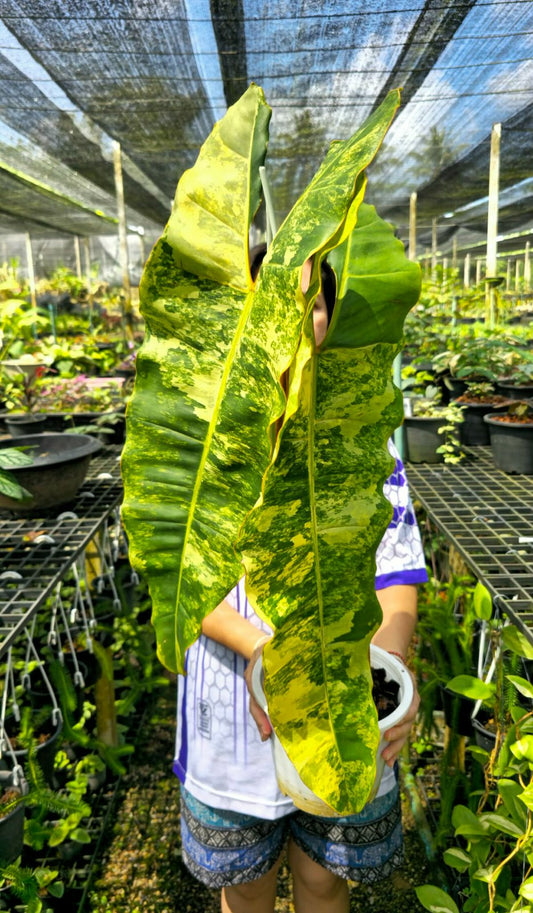 Philodendron billietiae var. (PRE-ORDER)-CHU078