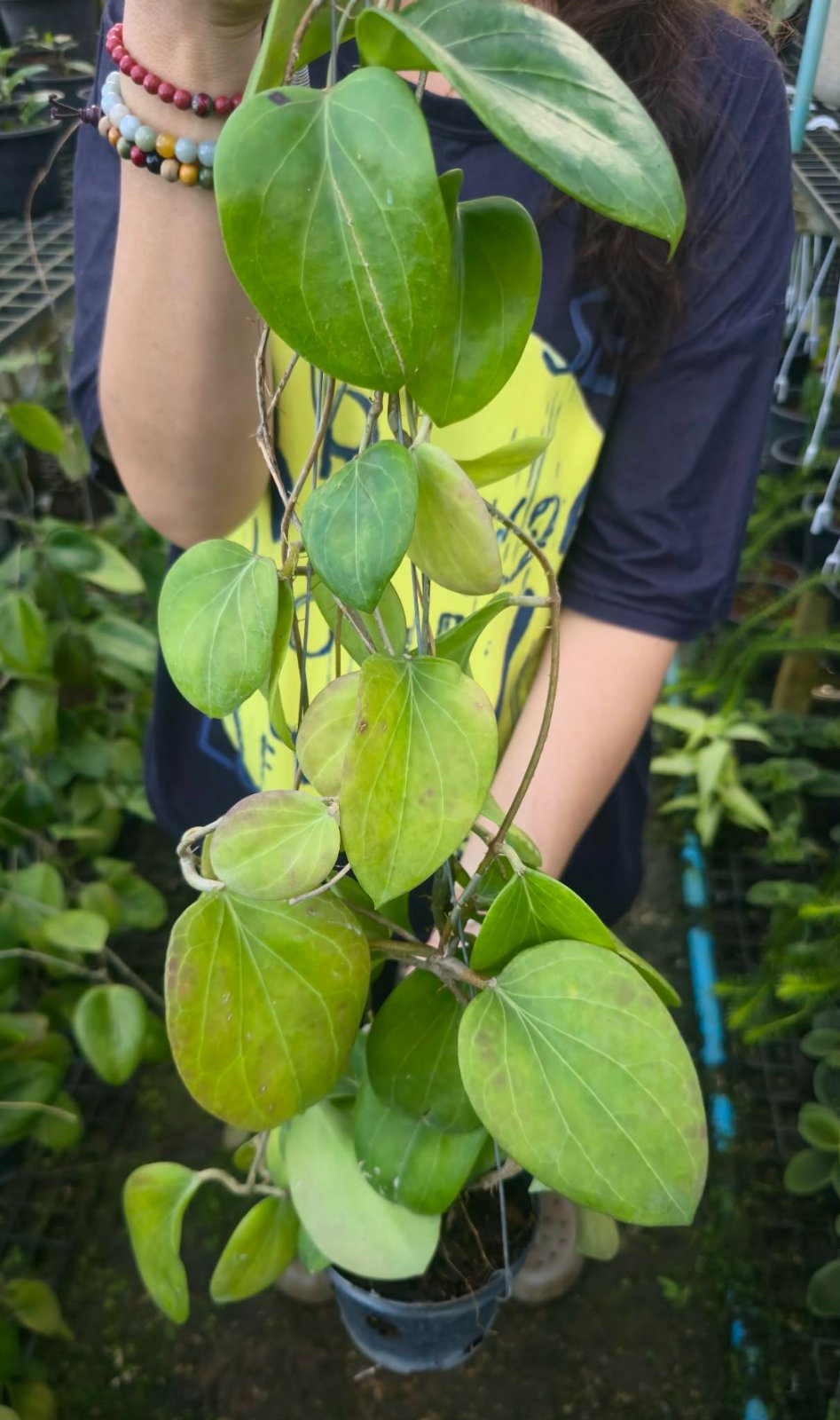 Hoya Sarawak var. (PRE-ORDER)-CHU088