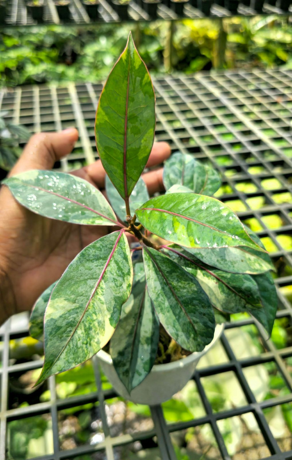 Neea virens (Blue Ecuador) Var. - Large (PRE-ORDER)-CHU098