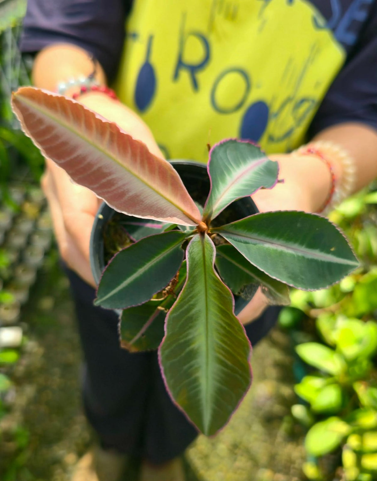 Labisia sp. borneo (PRE-ORDER)-CHU104