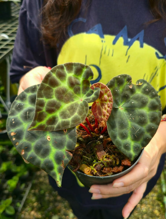 Begonia tanjiewhoei (PRE-ORDER)-CHU110