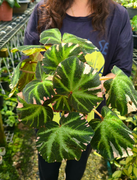 Begonia Solimutata var. (PRE-ORDER)-CHU111
