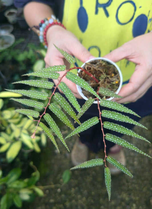 Begonia Pteridiformis 'white spot' (PRE-ORDER)-CHU112