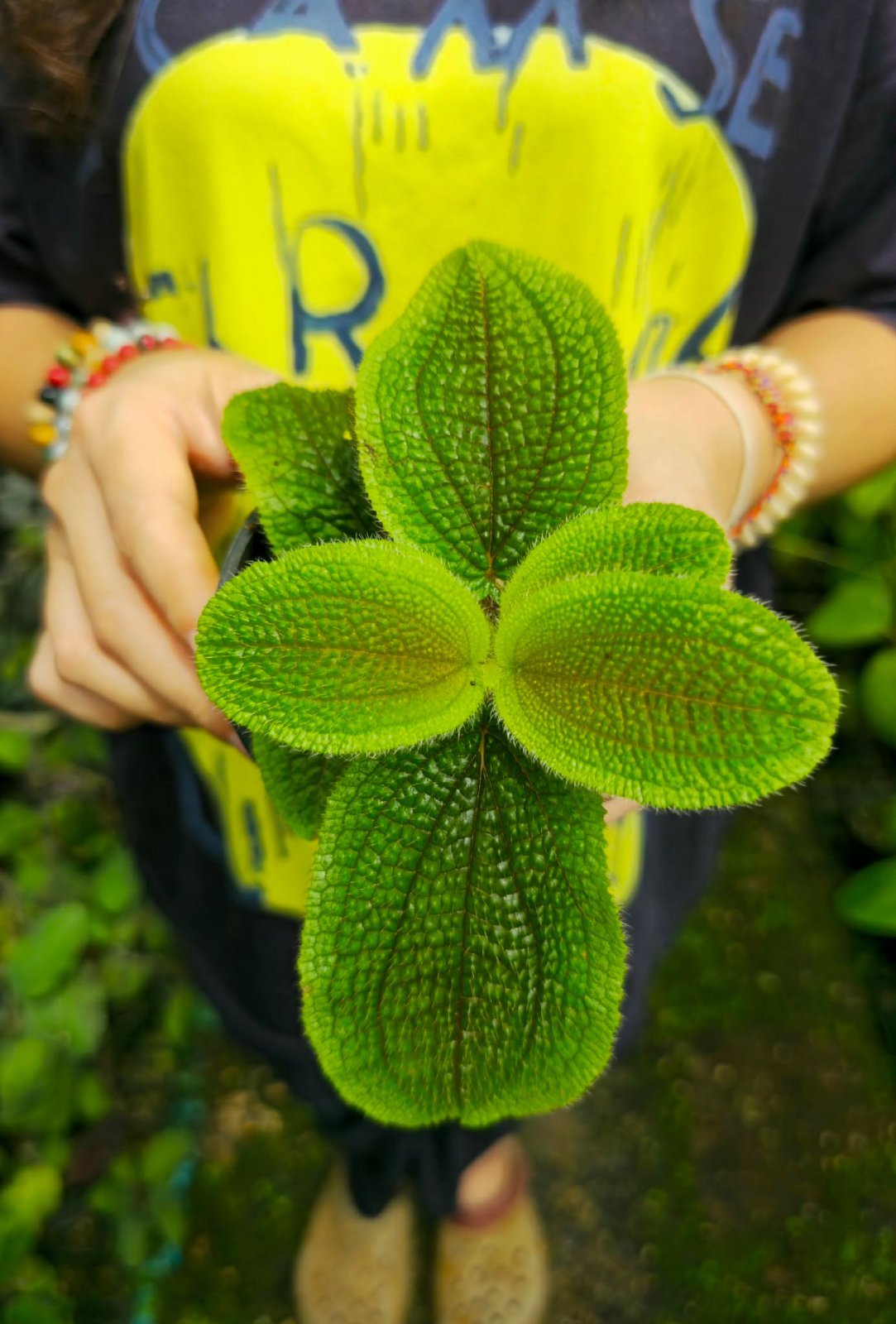 Phyllagathis sp. vietnam (PRE-ORDER)-CHU134