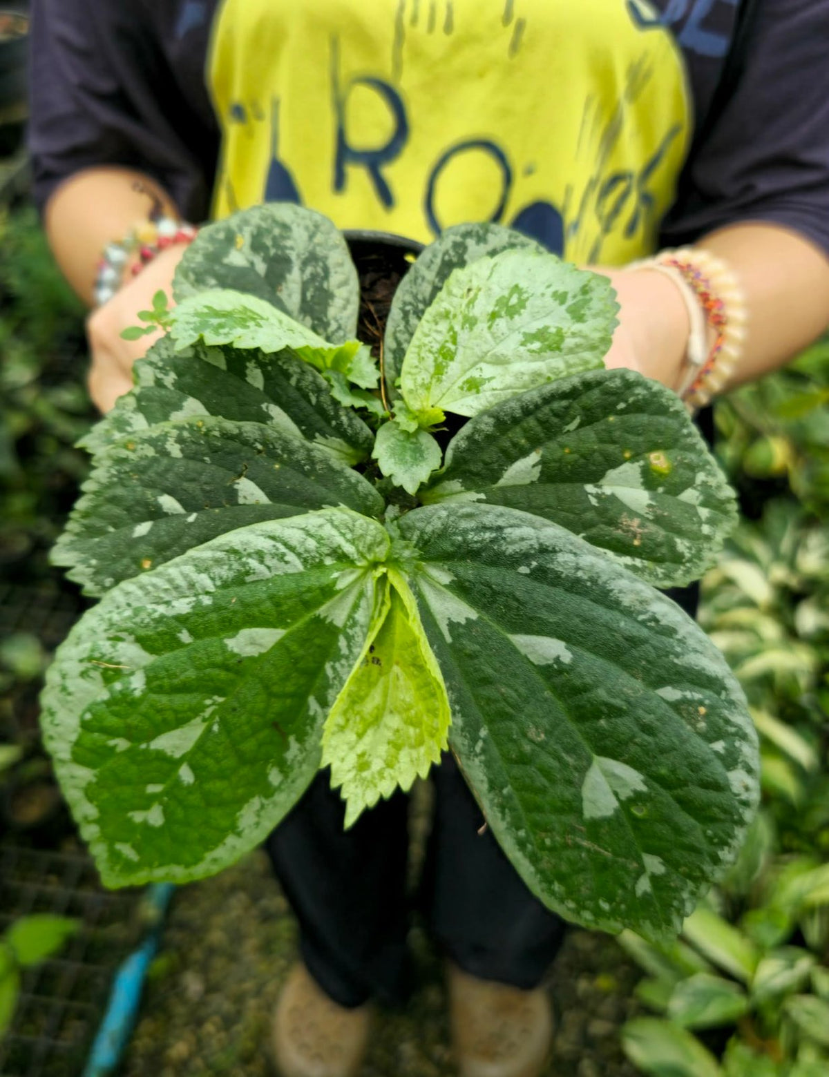 Elatostema sp.'Butter fly'(indo) (PRE-ORDER)-CHU145